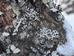 -峡谷浮石林景区