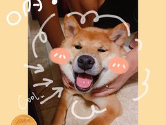 -柴犬高等学院·狗咖·柴犬售卖·宠物训练