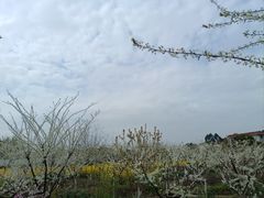 -空港花田景区