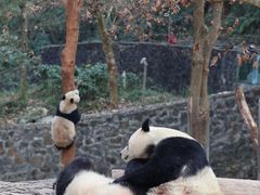 -都江堰中华大熊猫苑