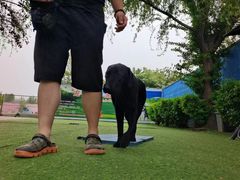 -宠物寄养训练学校