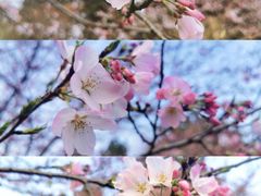 -上海植物园-4号门售票处