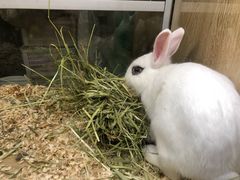 小奶兔-藦茜花园宠物主题亲子互动体验馆(国顺东路店)