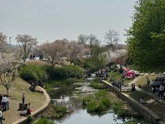 -羊山湖公园