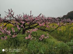 -南汇桃花村