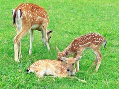 -苏州太湖西山岛开心农场