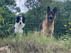 -趣多多宠物公园·宠物训犬学校·宠物寄养