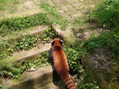 -成都大熊猫繁育研究基地