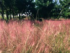 -羊亭河湿地公园