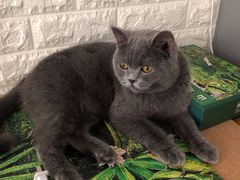 -平行世界·猫咖(首经贸店)