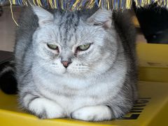 -平行世界·猫咖(首经贸店)