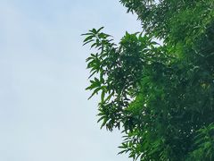 -番禺广场(市桥街道)