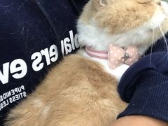 -喵园·猫主题咖啡厅·撸猫·猫咖(国贸店)