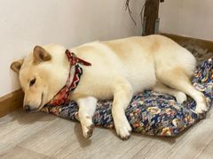 -柴迷FANS CLUB·柴犬狗咖·猫咖