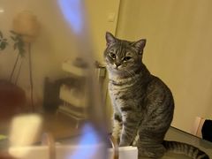 -中农大我爱我爱动物医院·核磁CT·猫病·24小时夜诊中心(石佛营店)
