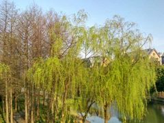 -新江湾城公园