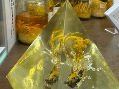 -广州神农草堂中医药博物馆