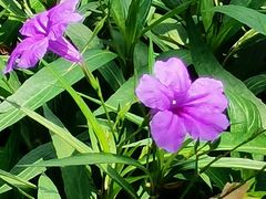 -国家植物园南园