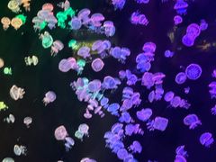 -欢乐海岸海洋奇梦馆