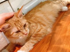 -猫小院猫主题餐厅(三里屯店)