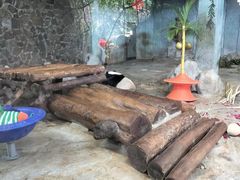 -海南热带野生动植物园