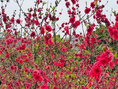 -南国桃园旅游度假区