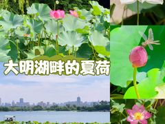 -济南大明湖景区