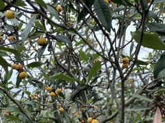 -塘栖枇杷特色园区