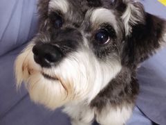 -PETKIT 小佩宠物·低压洗护·美容·寄养(安远店)