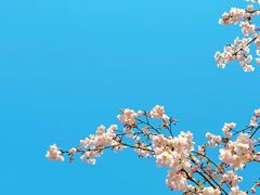 -顾村公园