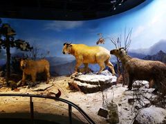 -陕西自然博物馆