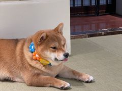 -逗柴咖啡屋·狗咖猫咖宠物桌游