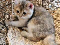 -飞行喵MR PILOT|猫舍·猫咖(静安大融城店)