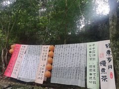-石台牯牛降景区
