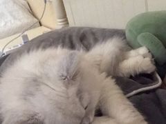 -喵zoo家庭繁育猫舍(尖东智能花园店)