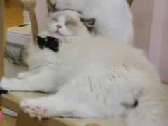-猫咪派对(江南西店)