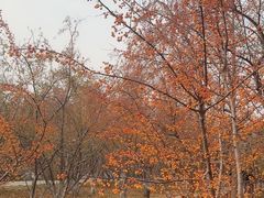 -元大都城垣遗址公园