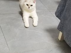 -喵zoo家庭繁育猫舍(尖东智能花园店)