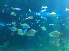 -悉尼海洋生物水族馆