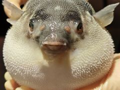 -肆月河豚·淮扬菜·湘菜(华天店)