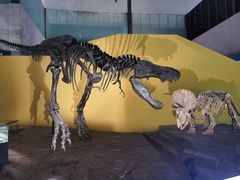 -湖南省地质博物馆