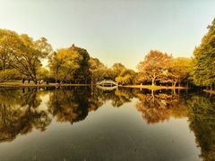 -上海共青森林公园