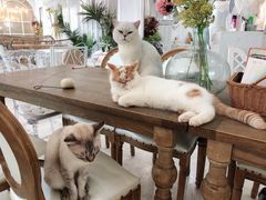 -共舞时光猫咖·狗咖(新街口店)