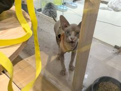 -藏猫猫咖啡主题馆(中央大道店)