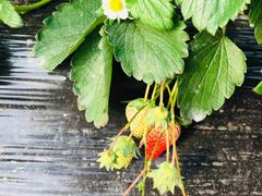 -青浦采草莓天天草莓园