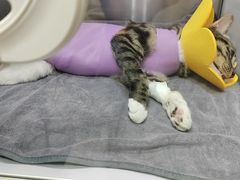 -动物缘宠物医院·骨科·猫科(西二环店)