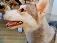 -Husky Go! 哈士奇体验馆·宠物咖啡厅狗咖
