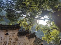 -杨家堂村