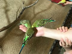 -上海大自然野生昆虫馆(东方明珠·爬宠昆虫探索中心)