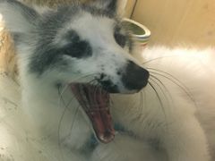-藦茜花园宠物主题亲子互动体验馆(国顺东路店)